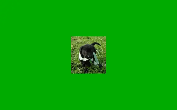 bambi-labrador.de