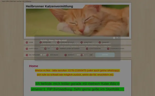 www.heilbronner-katzenvermittlung.de