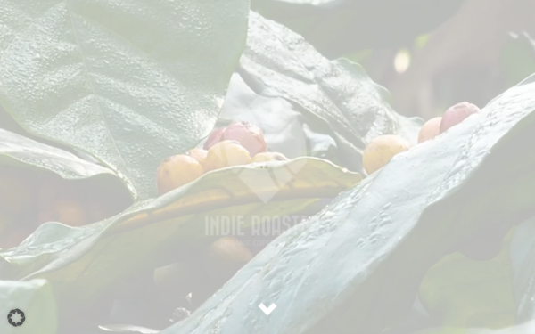 indie-roasters.de