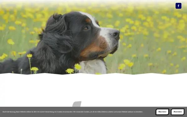 mensch-hund-team-company.de