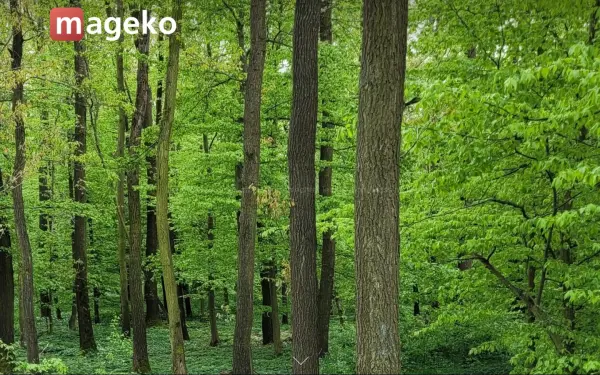 www.mageko.de