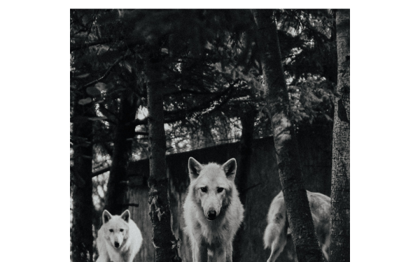 werewolves.at