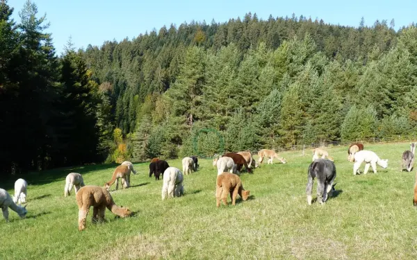 www.alpaca-village.de