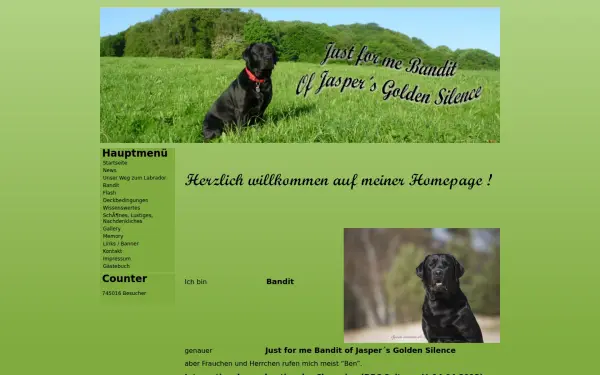 bandit-labrador-deckruede.de