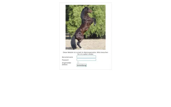 as-quarterhorses.de