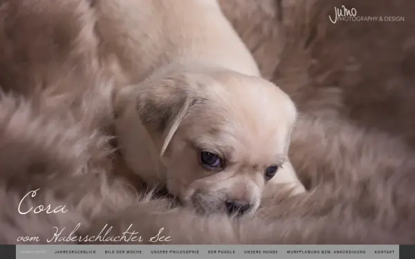 www.puggles-vom-haberschlachter-see.de