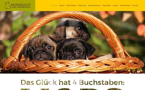 www.mopszucht-brandenburg.de