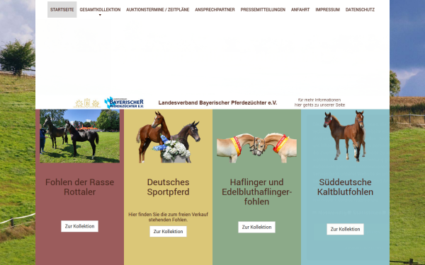 www.fohlenkauf.eu