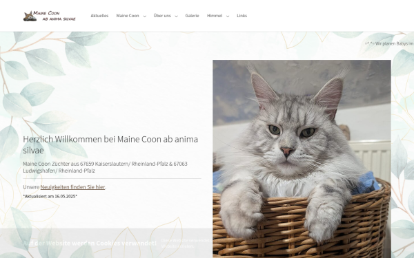 mainecoon-ab-anima-silvae.de