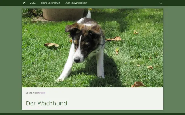 derwachhund.de
