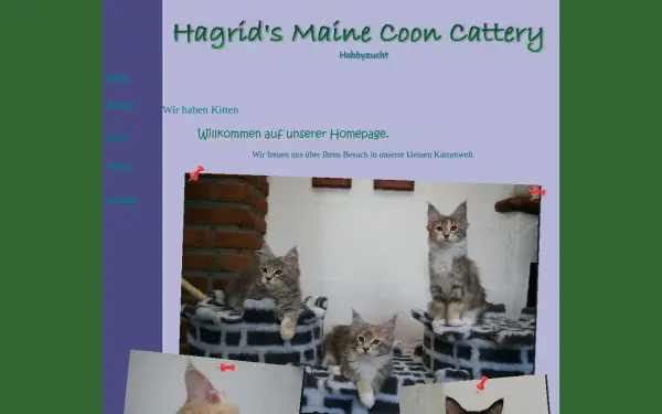 hagrids-maine-coons.de