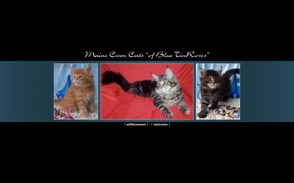 mainecoons-of-blue-tinroses.de
