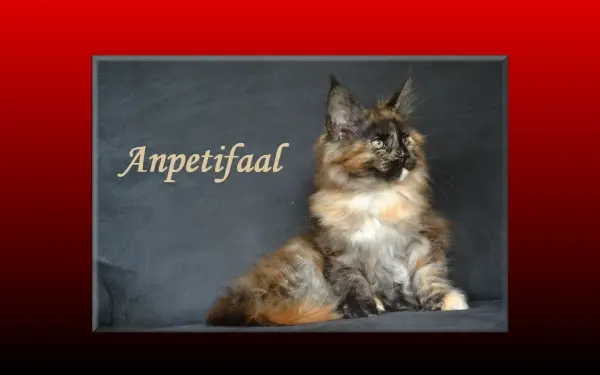 anpetifaal.de