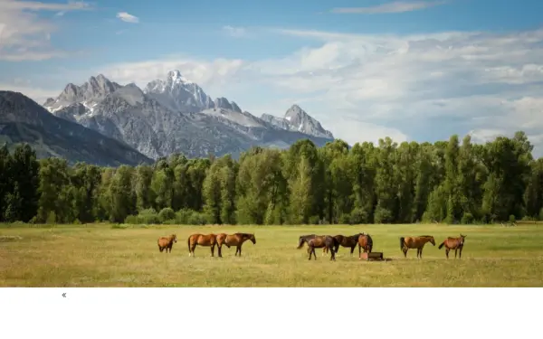 4-horses.de