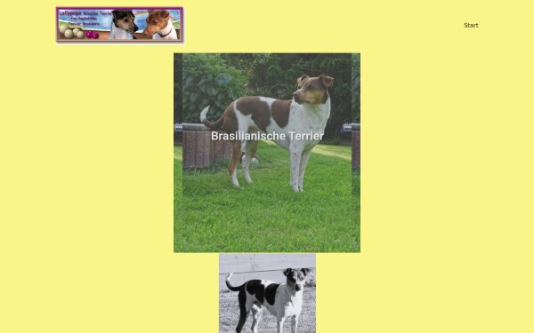 www.brasilian-terrier.de