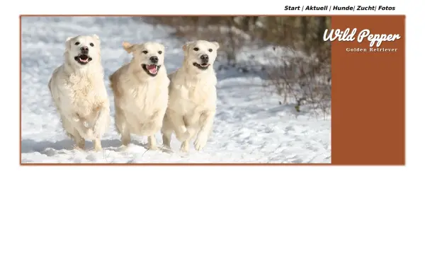 golden-dogs.de