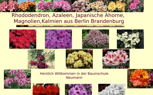 magnolia-neuheiten.de