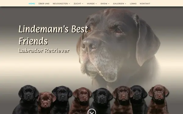 www.lindemann-labrador.de