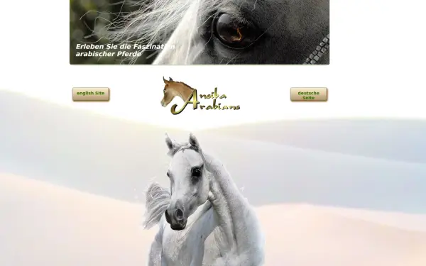 ansiba-arabians.de