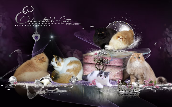 www.ecknachthal-cats.com