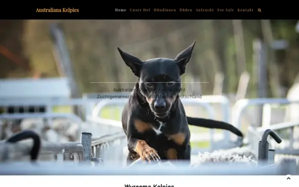 australiana-kelpies.de