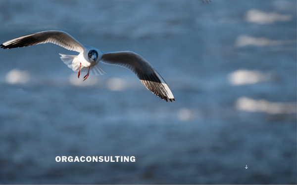 orgaconsulting.de
