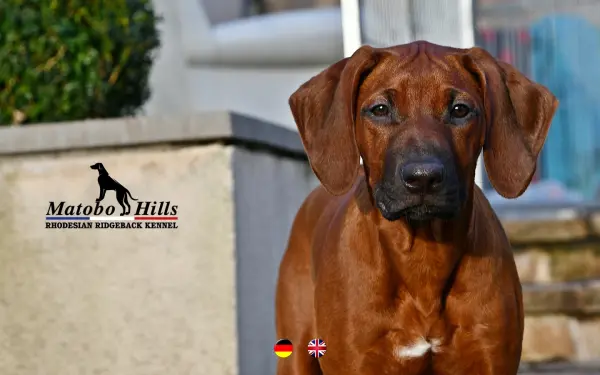matobohills.de