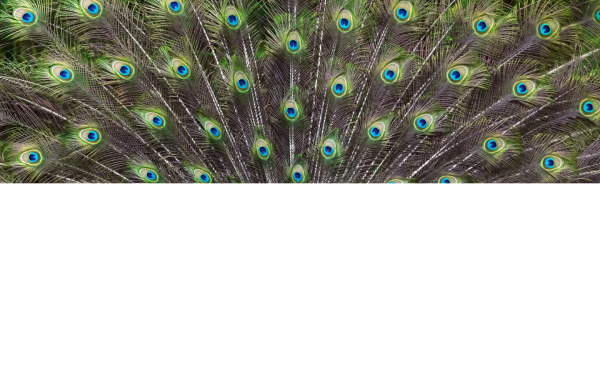 sparq.de