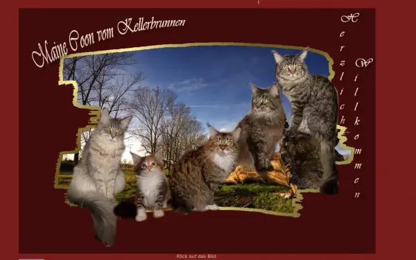 mainecoon-vom-kellerbrunnen.de