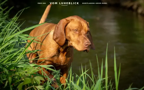 vom-luheblick.de