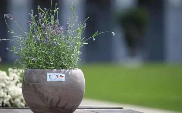 www.meinblumentopf.de