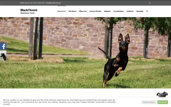 manchester-terrier-blackthumb.de