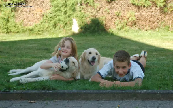 maiers-golden-retriever-welpen.de