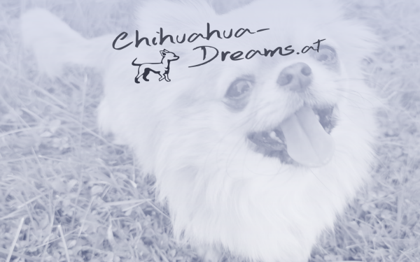 www.chihuahua-dreams.at