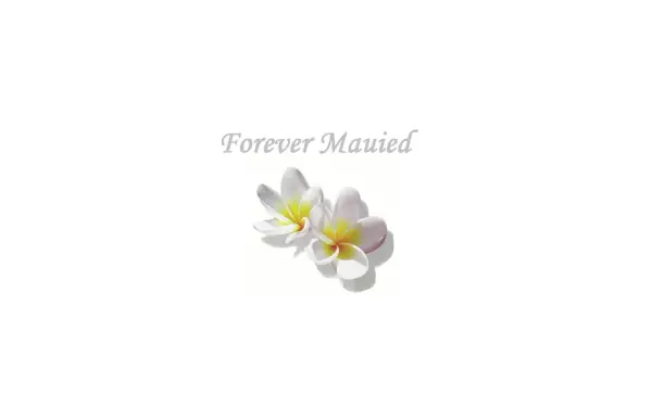 mauied.de