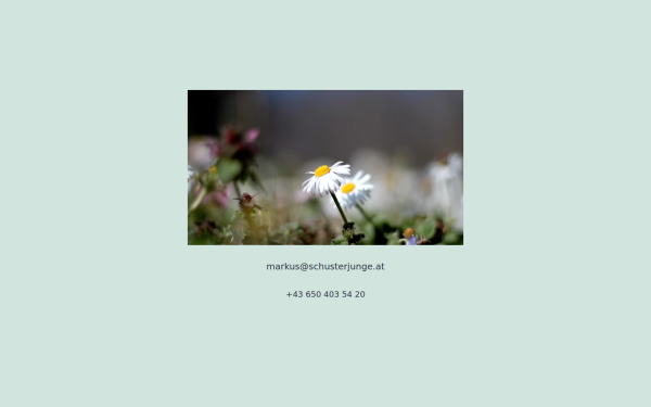 www.schusterjunge.at