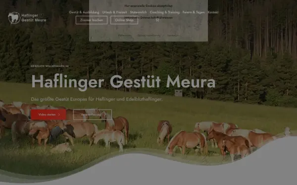 www.haflinger-in-meura.de