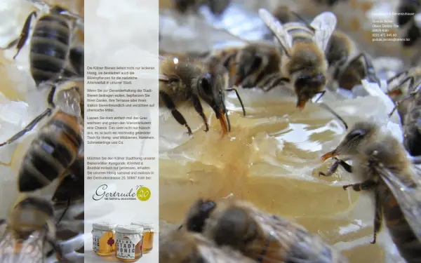 koelner-stadthonig.de