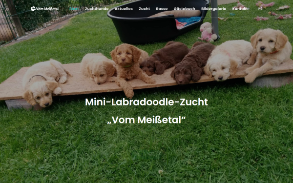 mini-labradoodle.de