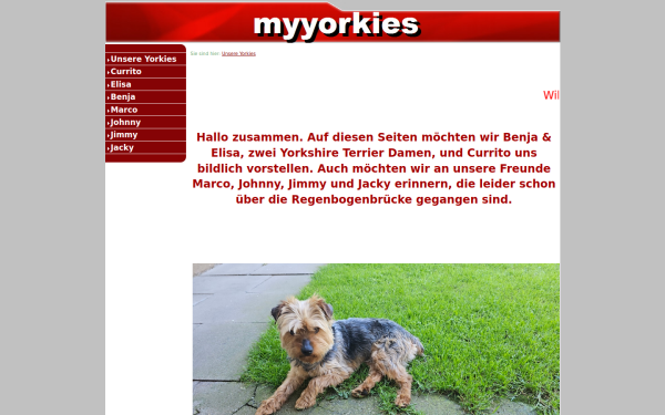 myyorkies.de