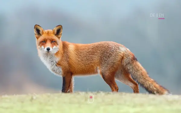 www.fuchs-cie.de