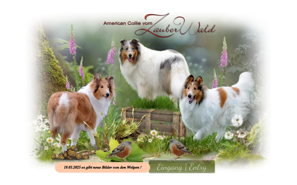 www.collies-vom-zauberwald.de