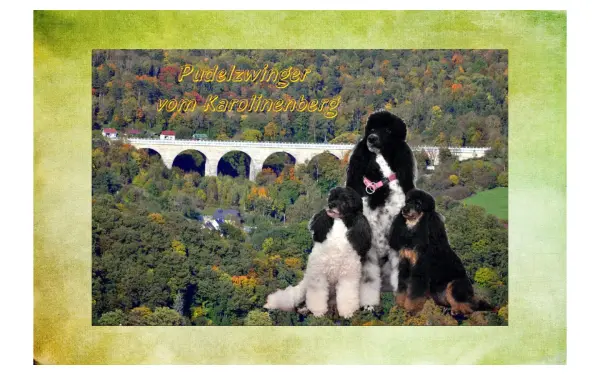 pudel-vom-karolinenberg.de