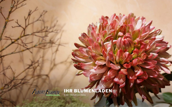 www.albertblumen.de