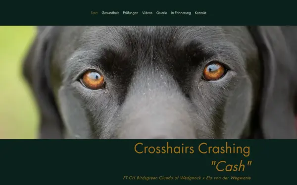 www.gundogs.de