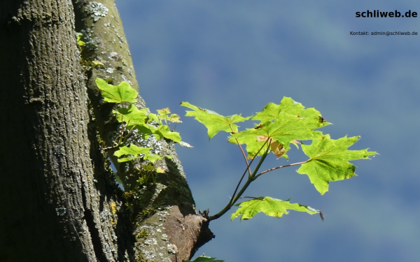 www.schliweb.de