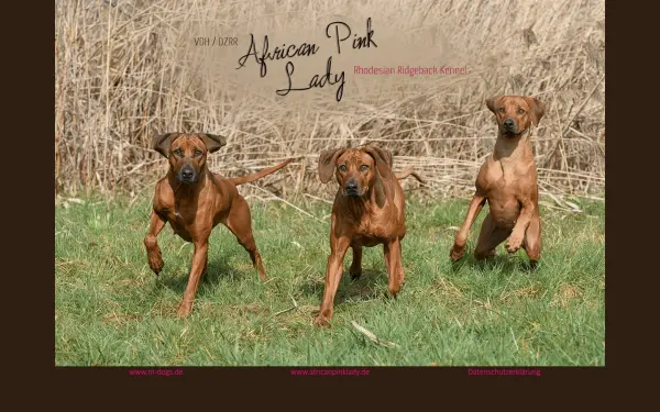m-dogs.de