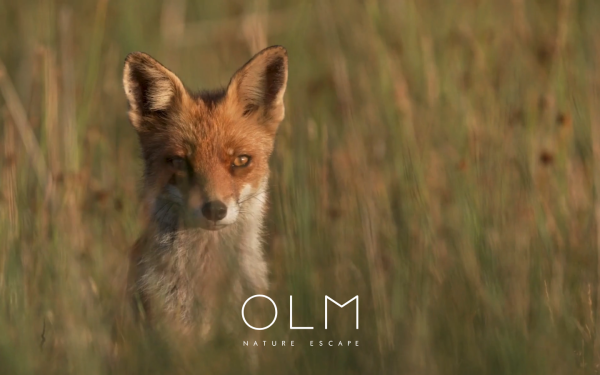 www.olm.it