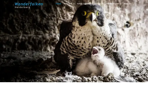 www.ag-wanderfalken.de