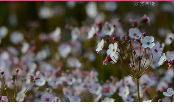 www.flore-alpe.ch